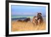 Exmoor ponies in high grasses, Exmoor National Park, England-Nick Garbutt-Framed Photographic Print