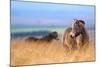 Exmoor ponies in high grasses, Exmoor National Park, England-Nick Garbutt-Mounted Photographic Print