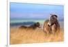 Exmoor ponies in high grasses, Exmoor National Park, England-Nick Garbutt-Framed Photographic Print