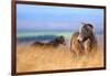 Exmoor ponies in high grasses, Exmoor National Park, England-Nick Garbutt-Framed Photographic Print