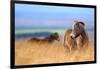 Exmoor ponies in high grasses, Exmoor National Park, England-Nick Garbutt-Framed Photographic Print