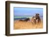 Exmoor ponies in high grasses, Exmoor National Park, England-Nick Garbutt-Framed Photographic Print