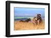 Exmoor ponies in high grasses, Exmoor National Park, England-Nick Garbutt-Framed Photographic Print