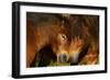 Exmoor Ponies, One Of The Oldest And Most Primitive Horse Breeds In Europe, Keent Nature Reserve-Widstrand-Framed Photographic Print