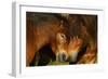 Exmoor Ponies, One Of The Oldest And Most Primitive Horse Breeds In Europe, Keent Nature Reserve-Widstrand-Framed Photographic Print