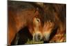 Exmoor Ponies, One Of The Oldest And Most Primitive Horse Breeds In Europe, Keent Nature Reserve-Widstrand-Mounted Photographic Print