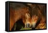 Exmoor Ponies, One Of The Oldest And Most Primitive Horse Breeds In Europe, Keent Nature Reserve-Widstrand-Framed Stretched Canvas