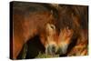 Exmoor Ponies, One Of The Oldest And Most Primitive Horse Breeds In Europe, Keent Nature Reserve-Widstrand-Stretched Canvas