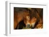 Exmoor Ponies, One Of The Oldest And Most Primitive Horse Breeds In Europe, Keent Nature Reserve-Widstrand-Framed Photographic Print