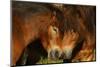 Exmoor Ponies, One Of The Oldest And Most Primitive Horse Breeds In Europe, Keent Nature Reserve-Widstrand-Mounted Photographic Print