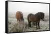 Exmoor Ponies-Dr. Keith Wheeler-Framed Stretched Canvas