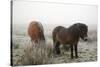 Exmoor Ponies-Dr. Keith Wheeler-Stretched Canvas