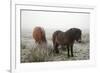 Exmoor Ponies-Dr. Keith Wheeler-Framed Photographic Print