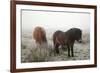 Exmoor Ponies-Dr. Keith Wheeler-Framed Photographic Print