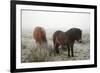 Exmoor Ponies-Dr. Keith Wheeler-Framed Photographic Print