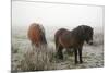 Exmoor Ponies-Dr. Keith Wheeler-Mounted Photographic Print