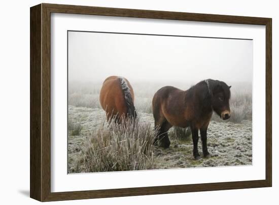 Exmoor Ponies-Dr. Keith Wheeler-Framed Photographic Print