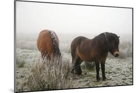 Exmoor Ponies-Dr. Keith Wheeler-Mounted Photographic Print