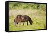 Exmoor Pony and Foal {Equus Caballus} at Westhay Nature Reserve, Somerset Levels, Somerset, UK-Ross Hoddinott-Framed Stretched Canvas