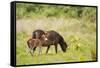 Exmoor Pony and Foal {Equus Caballus} at Westhay Nature Reserve, Somerset Levels, Somerset, UK-Ross Hoddinott-Framed Stretched Canvas