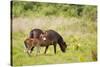 Exmoor Pony and Foal {Equus Caballus} at Westhay Nature Reserve, Somerset Levels, Somerset, UK-Ross Hoddinott-Stretched Canvas