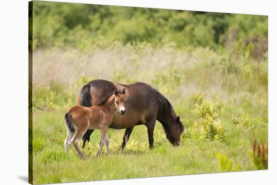 Exmoor Pony and Foal {Equus Caballus} at Westhay Nature Reserve, Somerset Levels, Somerset, UK-Ross Hoddinott-Stretched Canvas