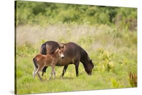Exmoor Pony and Foal {Equus Caballus} at Westhay Nature Reserve, Somerset Levels, Somerset, UK-Ross Hoddinott-Stretched Canvas