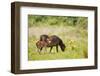 Exmoor Pony and Foal {Equus Caballus} at Westhay Nature Reserve, Somerset Levels, Somerset, UK-Ross Hoddinott-Framed Photographic Print