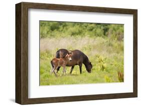 Exmoor Pony and Foal {Equus Caballus} at Westhay Nature Reserve, Somerset Levels, Somerset, UK-Ross Hoddinott-Framed Photographic Print