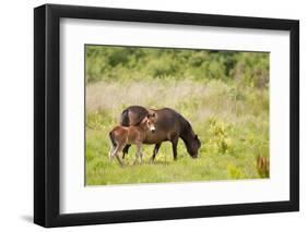 Exmoor Pony and Foal {Equus Caballus} at Westhay Nature Reserve, Somerset Levels, Somerset, UK-Ross Hoddinott-Framed Photographic Print