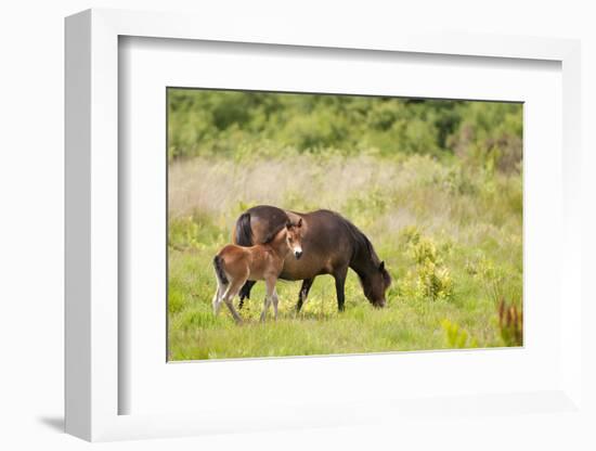 Exmoor Pony and Foal {Equus Caballus} at Westhay Nature Reserve, Somerset Levels, Somerset, UK-Ross Hoddinott-Framed Photographic Print