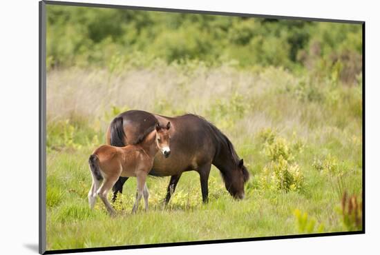 Exmoor Pony and Foal {Equus Caballus} at Westhay Nature Reserve, Somerset Levels, Somerset, UK-Ross Hoddinott-Mounted Photographic Print