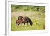 Exmoor Pony and Foal {Equus Caballus} at Westhay Nature Reserve, Somerset Levels, Somerset, UK-Ross Hoddinott-Framed Photographic Print