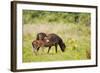 Exmoor Pony and Foal {Equus Caballus} at Westhay Nature Reserve, Somerset Levels, Somerset, UK-Ross Hoddinott-Framed Photographic Print