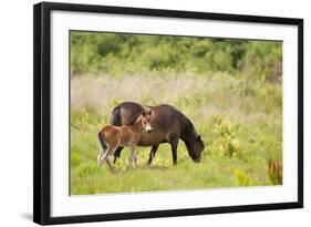Exmoor Pony and Foal {Equus Caballus} at Westhay Nature Reserve, Somerset Levels, Somerset, UK-Ross Hoddinott-Framed Photographic Print