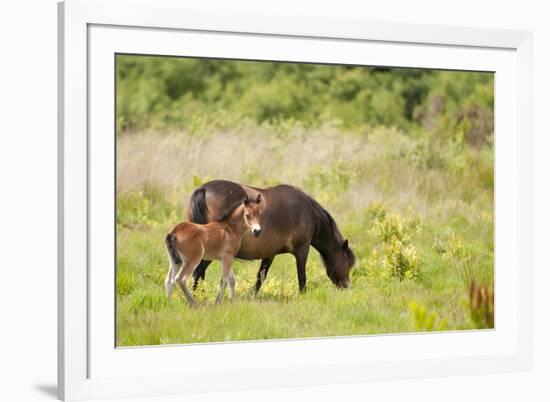 Exmoor Pony and Foal {Equus Caballus} at Westhay Nature Reserve, Somerset Levels, Somerset, UK-Ross Hoddinott-Framed Photographic Print