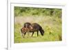 Exmoor Pony and Foal {Equus Caballus} at Westhay Nature Reserve, Somerset Levels, Somerset, UK-Ross Hoddinott-Framed Photographic Print