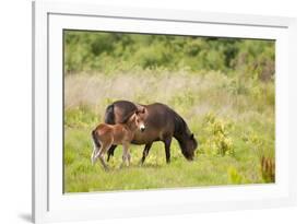 Exmoor Pony and Foal {Equus Caballus} at Westhay Nature Reserve, Somerset Levels, Somerset, UK-Ross Hoddinott-Framed Photographic Print