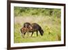 Exmoor Pony and Foal {Equus Caballus} at Westhay Nature Reserve, Somerset Levels, Somerset, UK-Ross Hoddinott-Framed Photographic Print