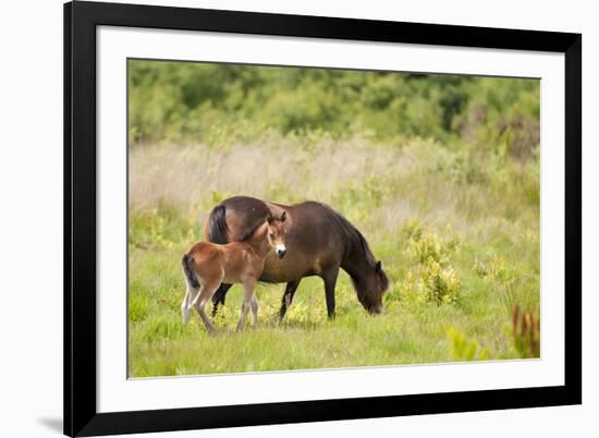 Exmoor Pony and Foal {Equus Caballus} at Westhay Nature Reserve, Somerset Levels, Somerset, UK-Ross Hoddinott-Framed Photographic Print