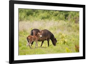 Exmoor Pony and Foal {Equus Caballus} at Westhay Nature Reserve, Somerset Levels, Somerset, UK-Ross Hoddinott-Framed Photographic Print