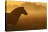 Exmoor Pony At Sunrise-Widstrand-Stretched Canvas