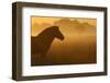 Exmoor Pony At Sunrise-Widstrand-Framed Photographic Print