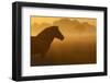 Exmoor Pony At Sunrise-Widstrand-Framed Photographic Print