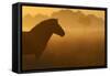 Exmoor Pony At Sunrise-Widstrand-Framed Stretched Canvas