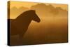 Exmoor Pony At Sunrise-Widstrand-Stretched Canvas