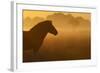 Exmoor Pony At Sunrise-Widstrand-Framed Photographic Print