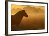 Exmoor Pony At Sunrise-Widstrand-Framed Photographic Print