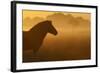 Exmoor Pony At Sunrise-Widstrand-Framed Photographic Print