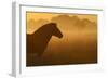 Exmoor Pony At Sunrise-Widstrand-Framed Photographic Print